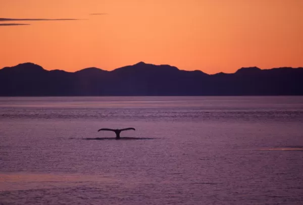 Catching sight of a whale at sunset