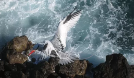 Red-billed tropicbird coming in for a landing