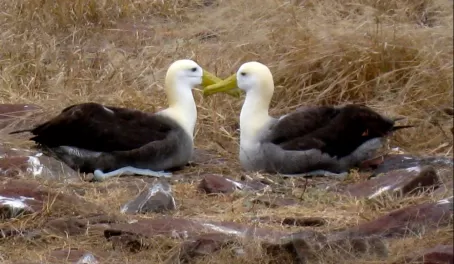 A waved albatross couple