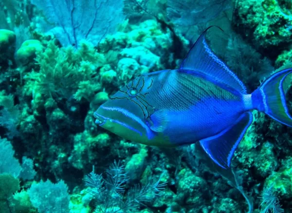 Snorkeling - Queen Angelfish Barrier Reef