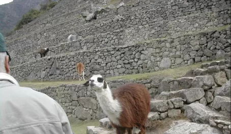 Lllamas guard Machu Picchu