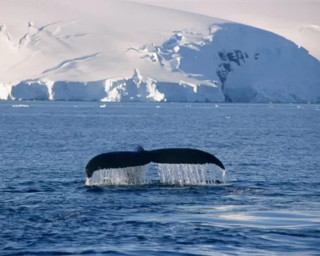 A humpback whale lifts its fluke 