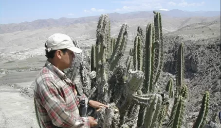 medicinal cactus