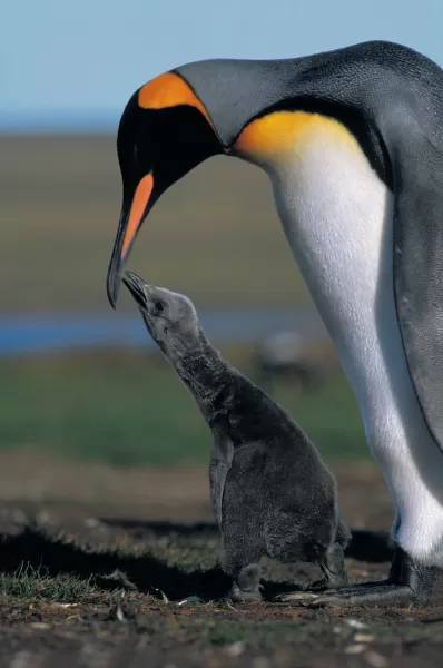 A king penguin and its chick