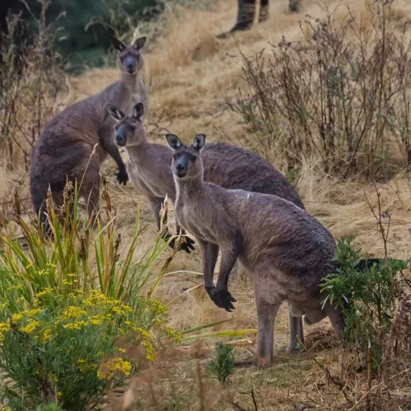 Kangaroo Island at South Australia
