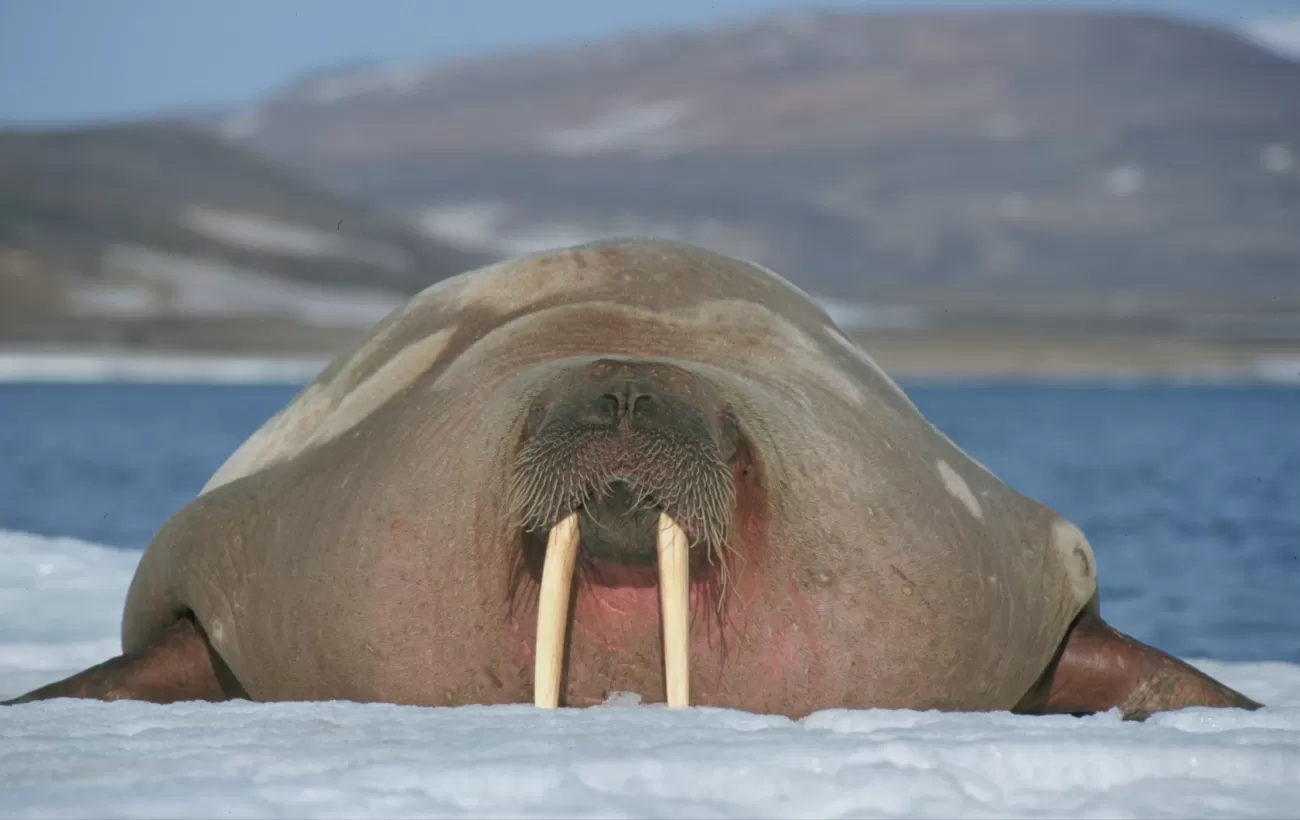A walrus sunbathes on the ice