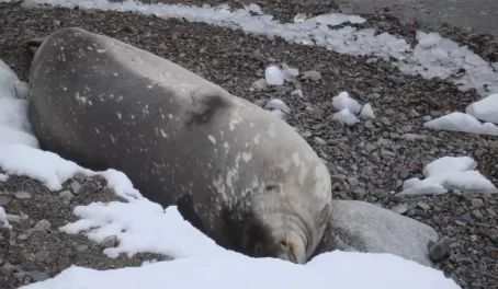 A lazy Weddell seal