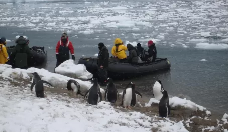 The penguins wait their turn for a Zodiac ride
