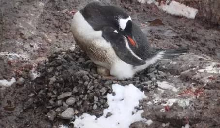 November is nesting time for penguins -- see the egg