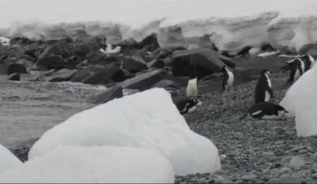 Gentoo and chinstrap penguins at Half Moon