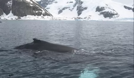 Humpback Whale!!