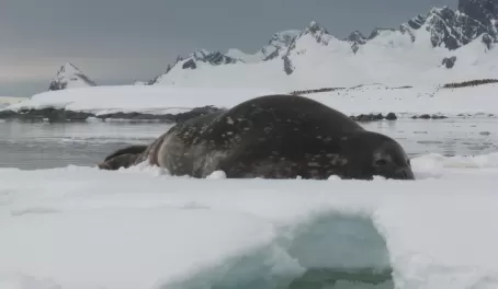 Weddell seal relaxes on some drift ice