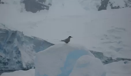 Antarctica tern