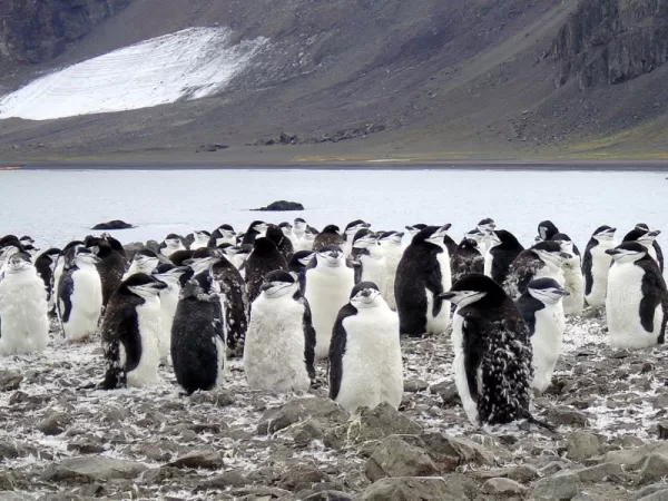 A group of penguins