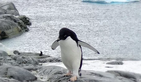 Penguin on the rocks
