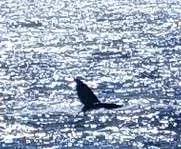 Whale Fin Puerto Vallarta