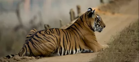 Tiger Viewing in National Park