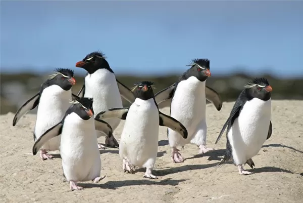 best time to visit the falkland islands