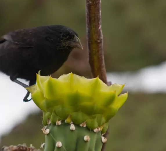 (San Cristobal) Cactus Ground Finch & Prickly Pear Cactus