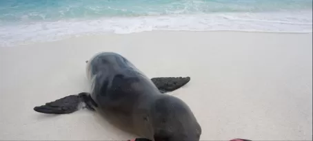 (Espanola) Sea Lion checking me out!