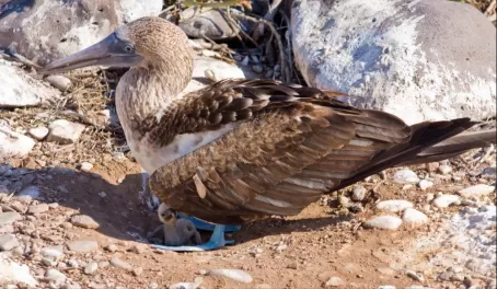 Blue Footed Booby shading her chick on Espanola Island