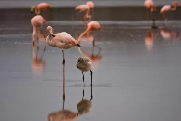 Flamingoes and a flamingo chick.