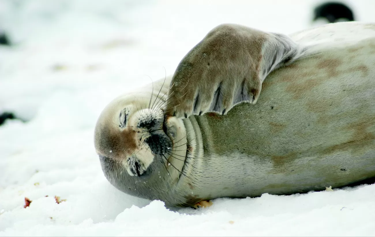 A young seal rests on the shore