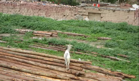 Goat on a pile of wood