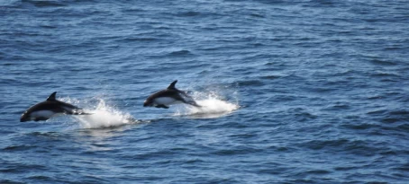 dolphins playing hide and seek in Drake Passage on way to Ushuaia