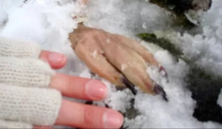 frozen remains of dead chick and its nails