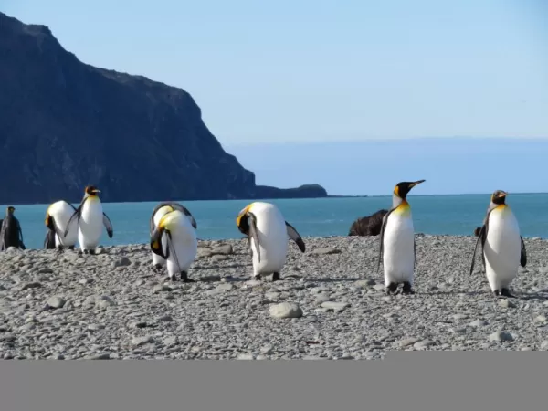 Penguins at the Weddell Sea