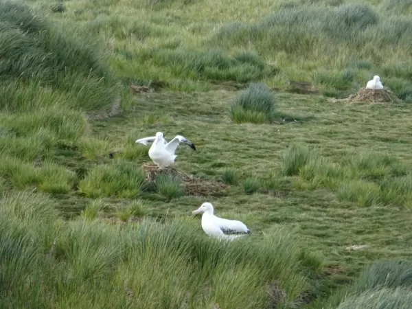 Seabirds on a grasslands at the Weddell Sea