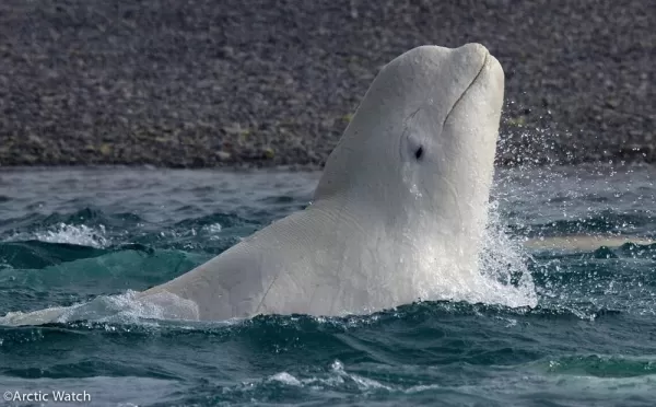 A beluga playing in the Cunningham River
