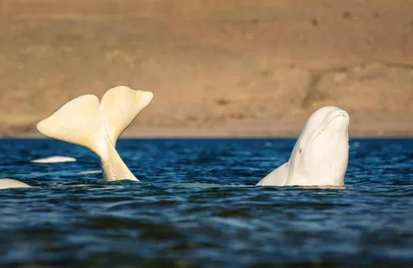 Beluga banana at Arctic Watch