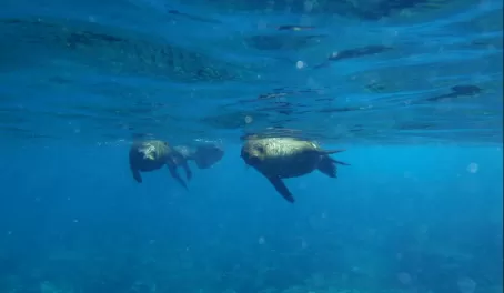 More curious sea lions