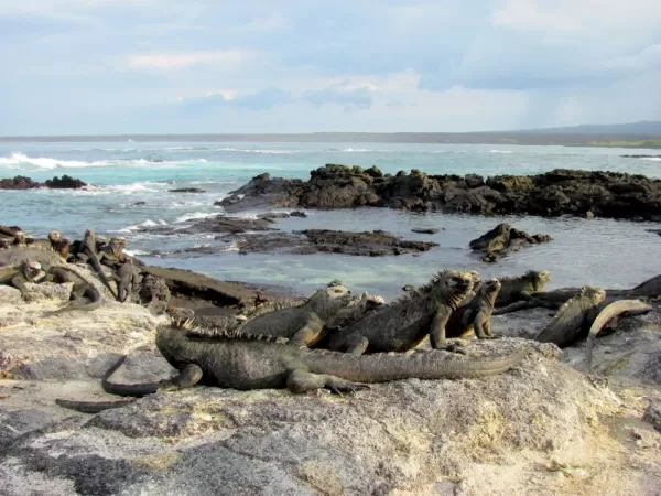 A stack of marine iguanas on Fernandina