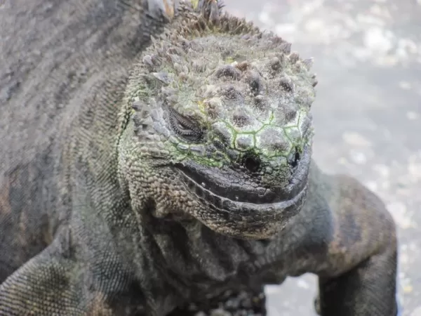 That famous marine iguana smile on Fernandina