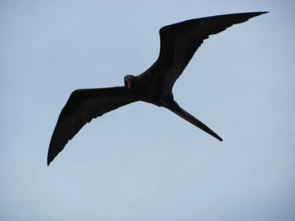 The frigate birds were constantly following the Angelito