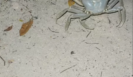 This crab tried to attack us!