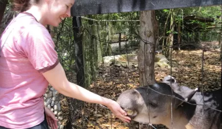 Feeding a tapir at the Belize Zoo