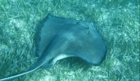 Sting ray spotted while snorkeling