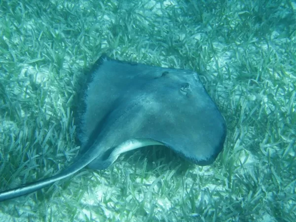 Sting ray spotted while snorkeling