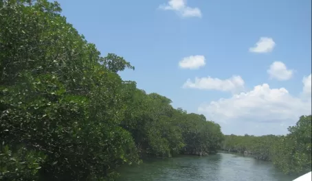 Cruising through the mangroves on the way home from diving