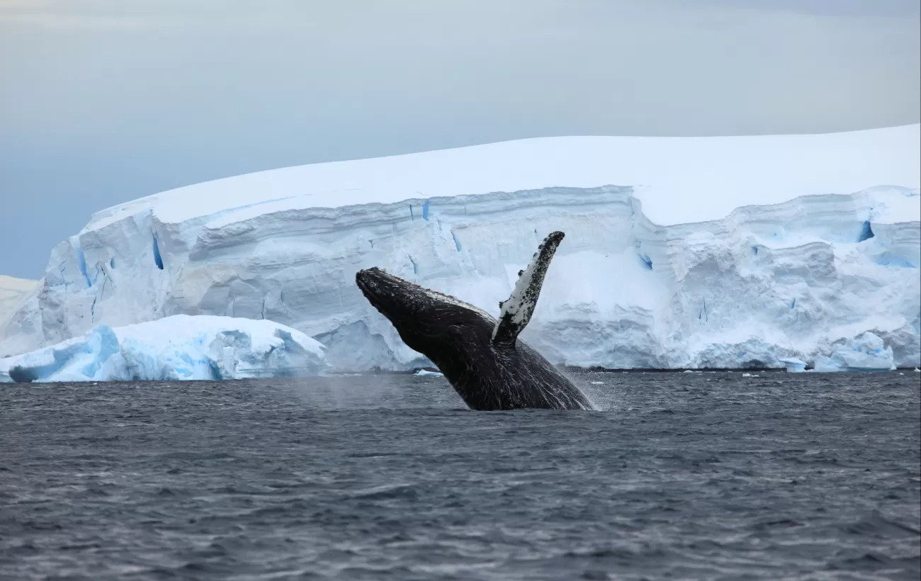 Humpback Whale in the Antarctica