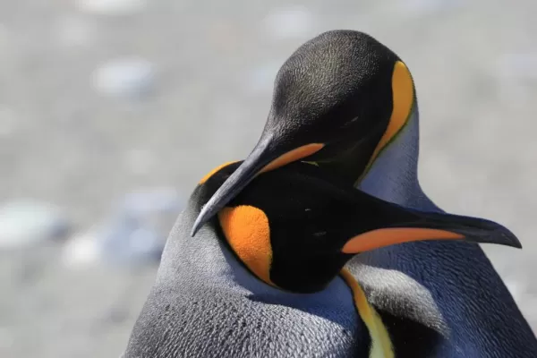 King penguin, South Georgia, Seabird, Southern Ocean,