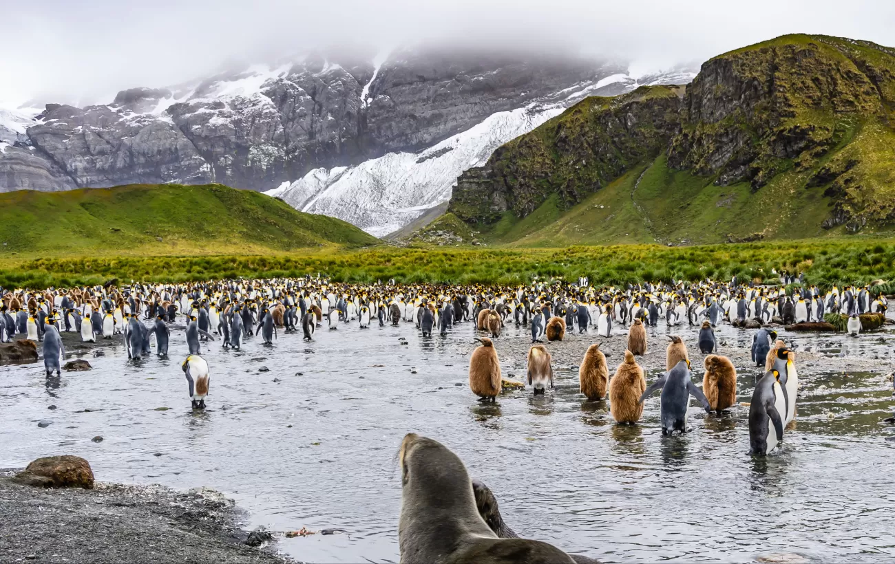Seal and colony of king penguins,adults and chicks near lake , Antarctic mountain landscape, misty day, South Georgia