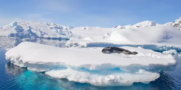 Leopard seal resting on ice floe, looking at the photographer, blue sky, with icebergs in background, cloudy day, Antarctic peninsula