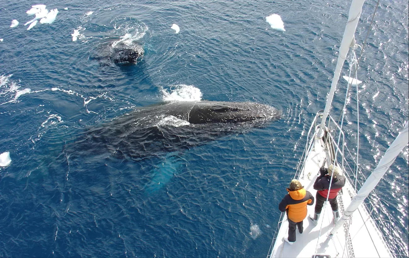 Two humpback whales passing by the ship