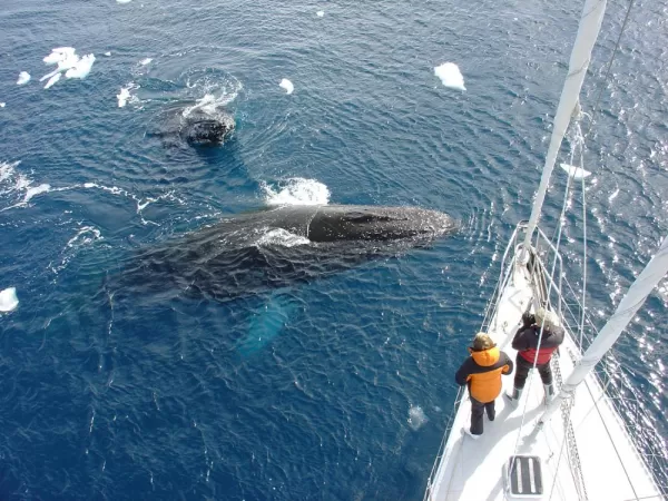 Two humpback whales passing by the ship