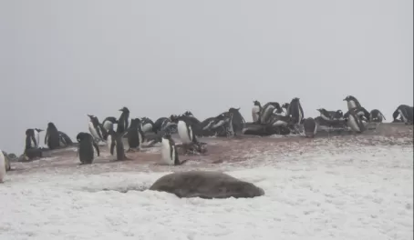 Seal in front of penguin colony 